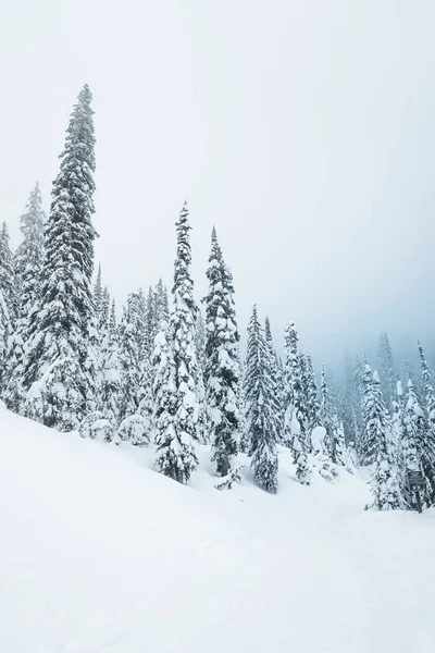 雪に覆われた木々の冬の風景 — ストック写真