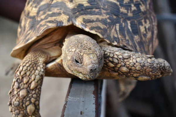 Close Van Een Schildpad — Stockfoto