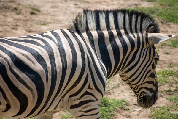 Zèbre Dans Zoo — Photo