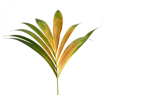 Зеленые Листья Тропических Растений Белом Фоне — стоковое фото