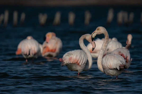 Rosafarbene Flamingos Wasser — Stockfoto