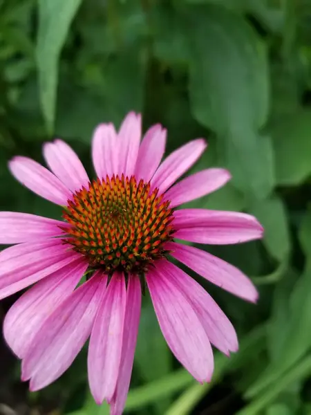 Hermosas Flores Jardín — Foto de Stock