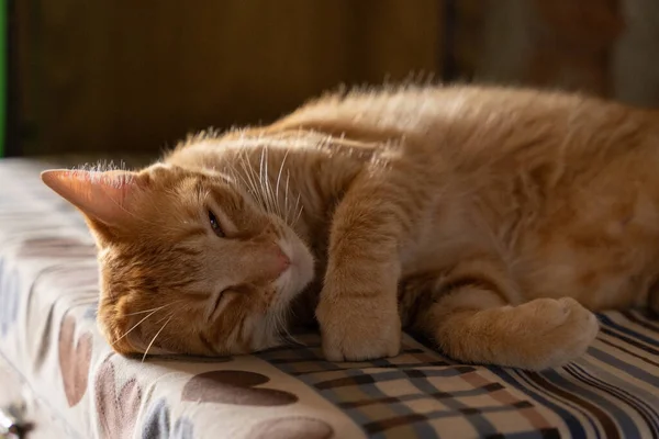 Lindo Gato Acostado Cama —  Fotos de Stock