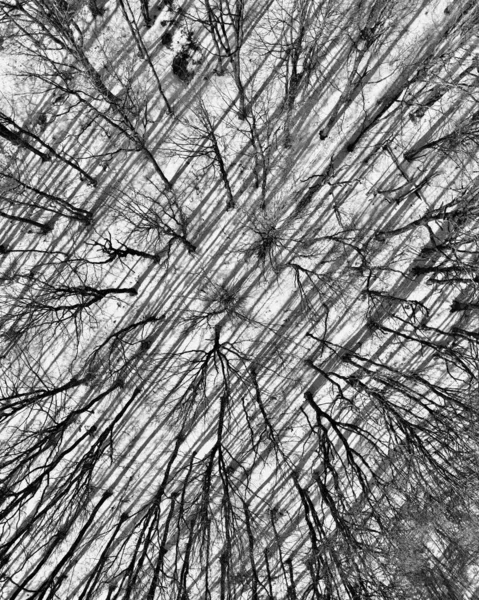 Вид Сверху Деревья Зимнем Лесу — стоковое фото