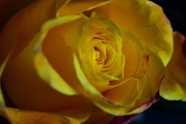 Hermosa Flor Rosa Jardín —  Fotos de Stock