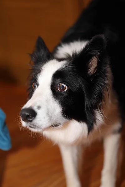 Porträt Eines Süßen Hundes — Stockfoto