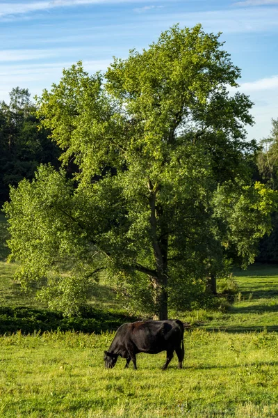 Horse Meadow — Stock Photo, Image