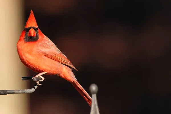 Pájaro Rojo Una Rama — Foto de Stock