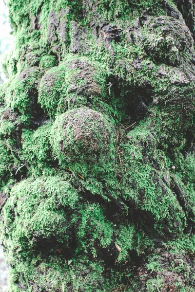 Grön Mossa Trädet Skogen — Stockfoto