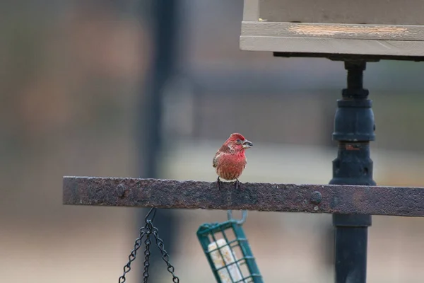 Bird Sitting Fence City Park — Stock Photo, Image