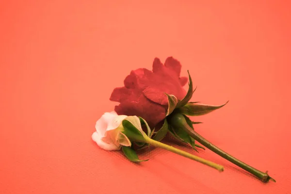 Όμορφο Κόκκινο Λουλούδι Ροζ Φόντο — Φωτογραφία Αρχείου