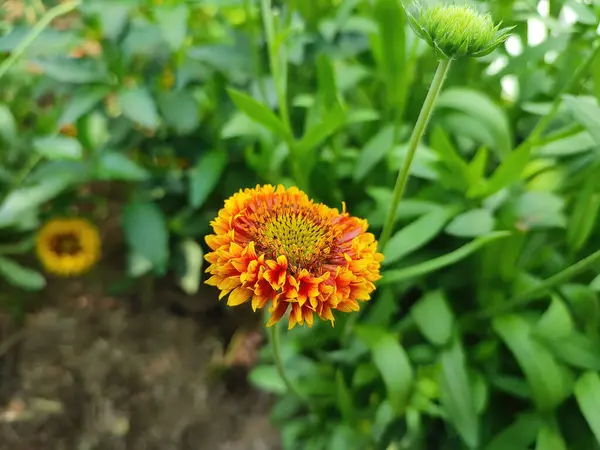Flor Amarela Jardim — Fotografia de Stock