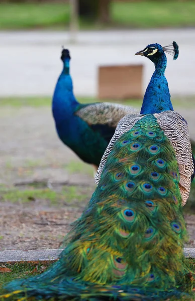 Peacock Feathers Background Blue Sky — Stock Photo, Image