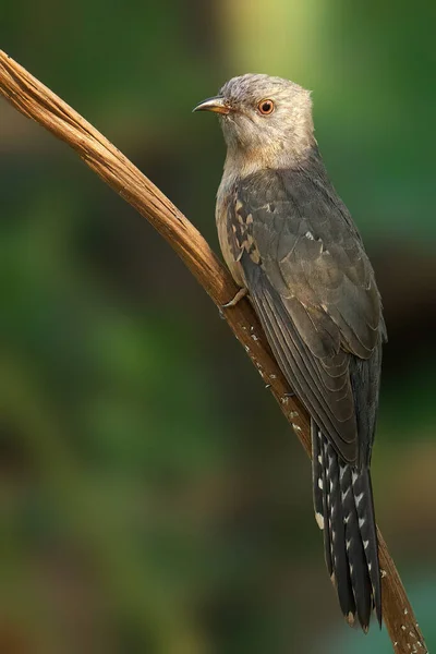 Schöner Vogel Auf Einem Ast — Stockfoto