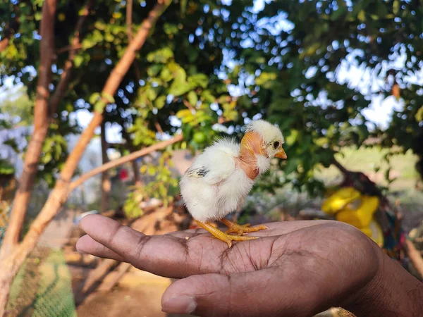 Μικρό Κοτόπουλο Στον Κήπο — Φωτογραφία Αρχείου
