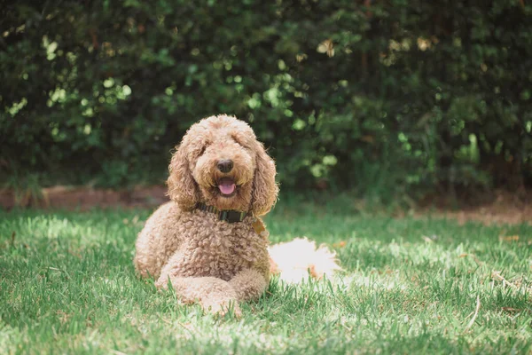 Netter Hund Garten — Stockfoto