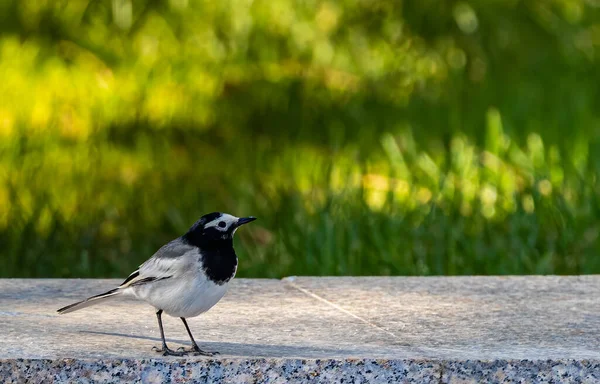 Pták Sedící Zelené Trávě — Stock fotografie