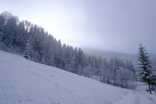 Bela Paisagem Inverno Com Árvores Cobertas Neve — Fotografia de Stock