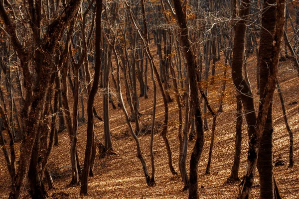 Boomstammen Het Bos — Stockfoto