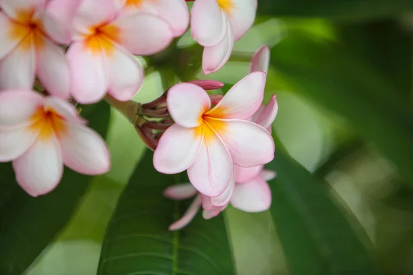 Plumeria Flores Jardín —  Fotos de Stock