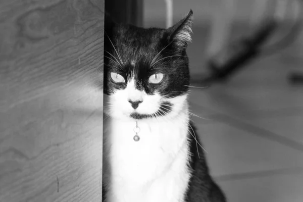 Czarno Biały Kot — Zdjęcie stockowe