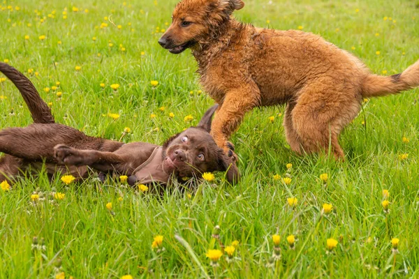 Psy Zielonej Trawie — Zdjęcie stockowe