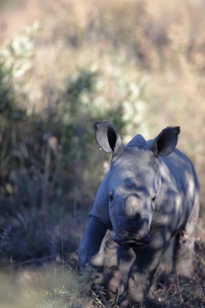 Rhinocéros Afro Américain Dans Savane — Photo