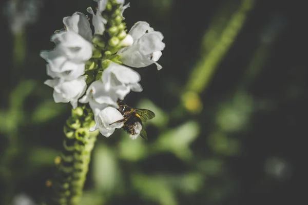 Abelha Uma Flor — Fotografia de Stock