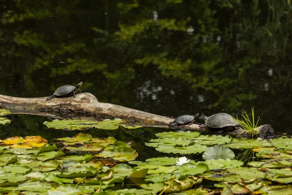 池の中のカエルの美しい景色 — ストック写真