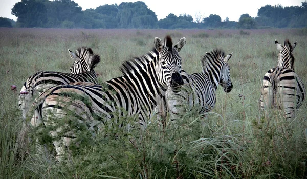 Zebras Der Savanne Von Kenia — Stockfoto