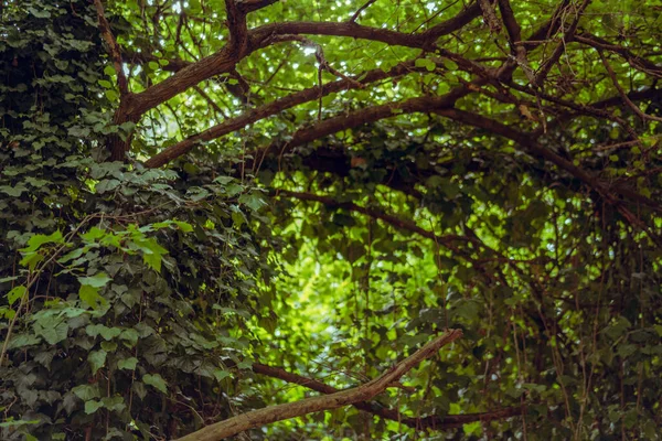 Feuilles Vertes Dans Forêt — Photo