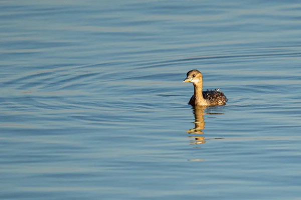 Suda Yüzen Bir Yaban Ördeğinin Güzel Bir Görüntüsü — Stok fotoğraf