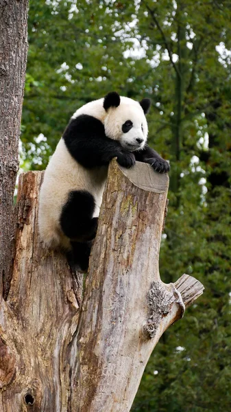 大熊猫吃绿树 — 图库照片
