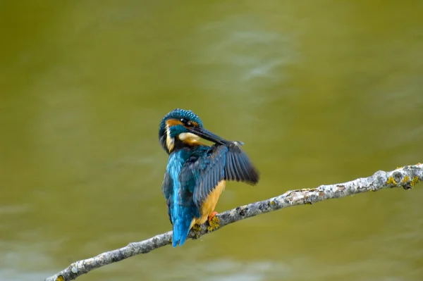 Zingfisher Alcedo Atthis Bird Brahb Wildlife Fauna Flora Nature Blue — стоковое фото