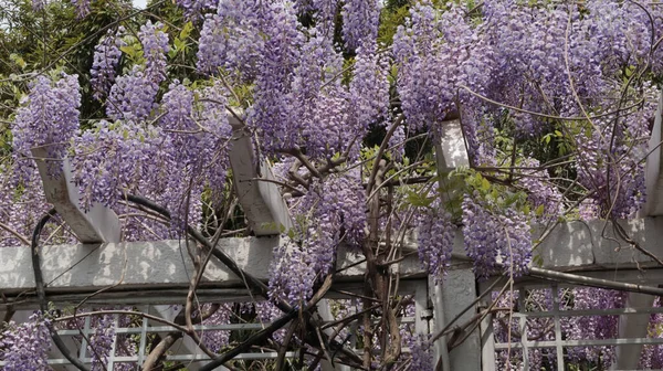 庭の美しい花 — ストック写真