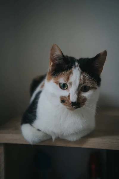 Katze Sitzt Auf Dem Boden — Stockfoto