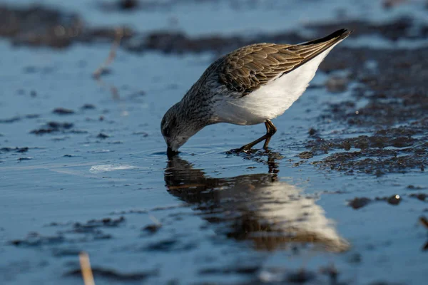 Meeuw Het Water — Stockfoto