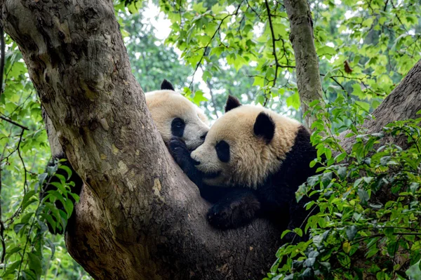 Óriás Panda Medve Erdőben — Stock Fotó