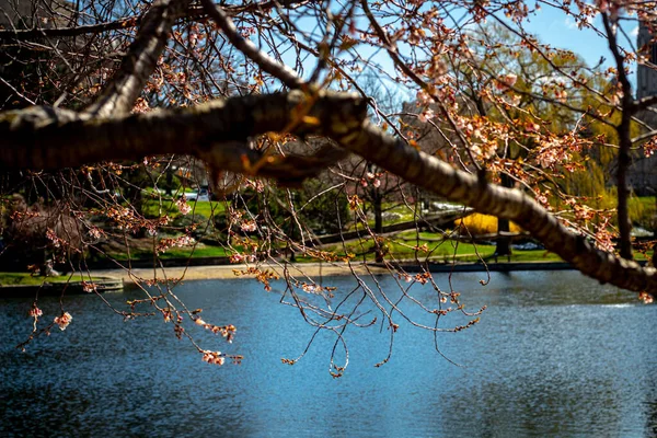 Schöne Aussicht Auf Den Park — Stockfoto