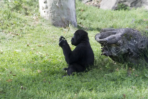 Ein Schwarzbär Zoo — Stockfoto