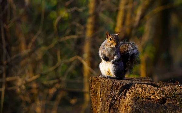 Red Squirrel Tree — Stock Photo, Image