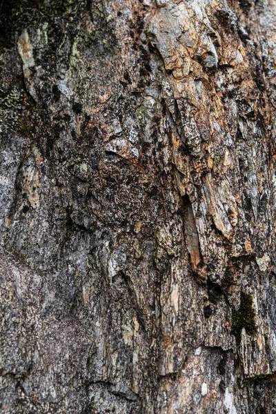 Close Tree Cork — стоковое фото