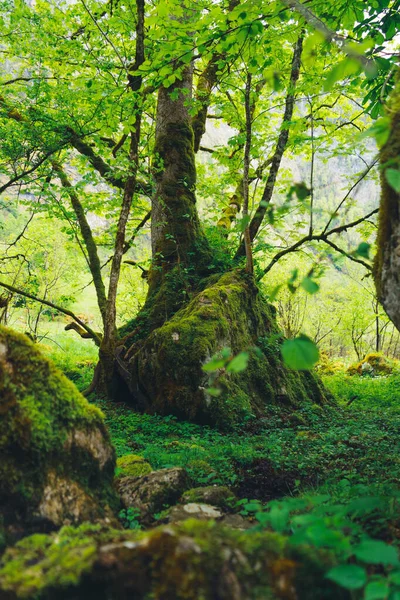 Красивий Зелений Ліс Горах — стокове фото