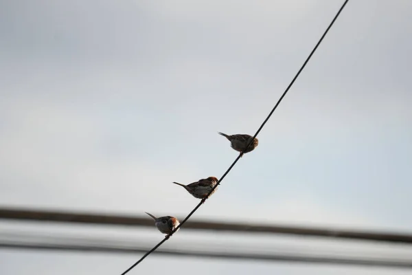 Vogel Het Dak Van Het Huis — Stockfoto