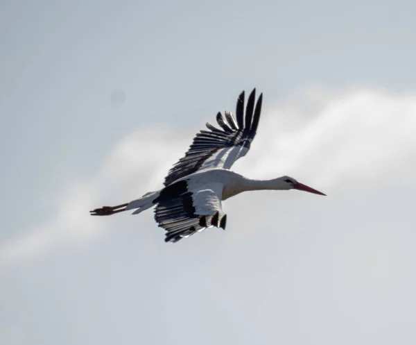 Oiseau Volant Dans Ciel — Photo