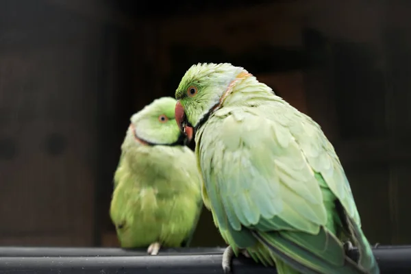 Hermoso Pájaro Loro Cerca —  Fotos de Stock