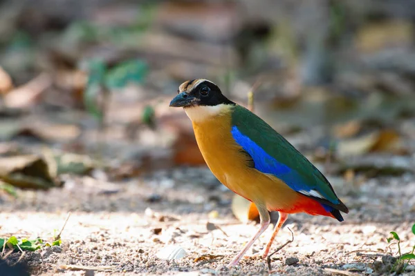 Closeup Shot Beautiful Bird — Stock Photo, Image