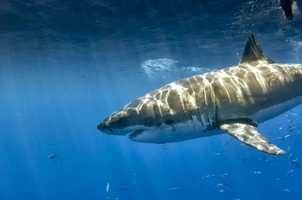 在海里游泳的鲨鱼的水下图片 — 图库照片