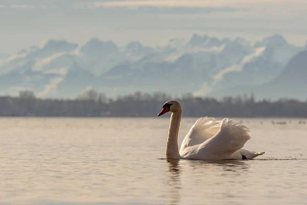 Krásná Bílá Labuť Jezeře — Stock fotografie