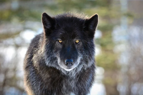 Retrato Lobo Negro — Fotografia de Stock